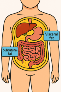 Gordura Visceral 