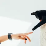 Descubra como os animais de estimação ajudam a melhorar a saúde mental, aliviar o estresse, combater a solidão e até tratar transtornos como depressão.