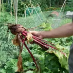 Este alimento comum ajuda a controlar a pressão — e quase ninguém percebe!