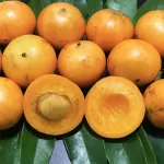 Cientistas Revelam os Surpreendentes Benefícios da Fruta Camambucá: A “Desconhecida” que Pode Transformar Sua Saúde Cientistas Revelam os Surpreendentes Benefícios da Fruta Camambucá: A “Desconhecida” que Pode Transformar Sua Saúde