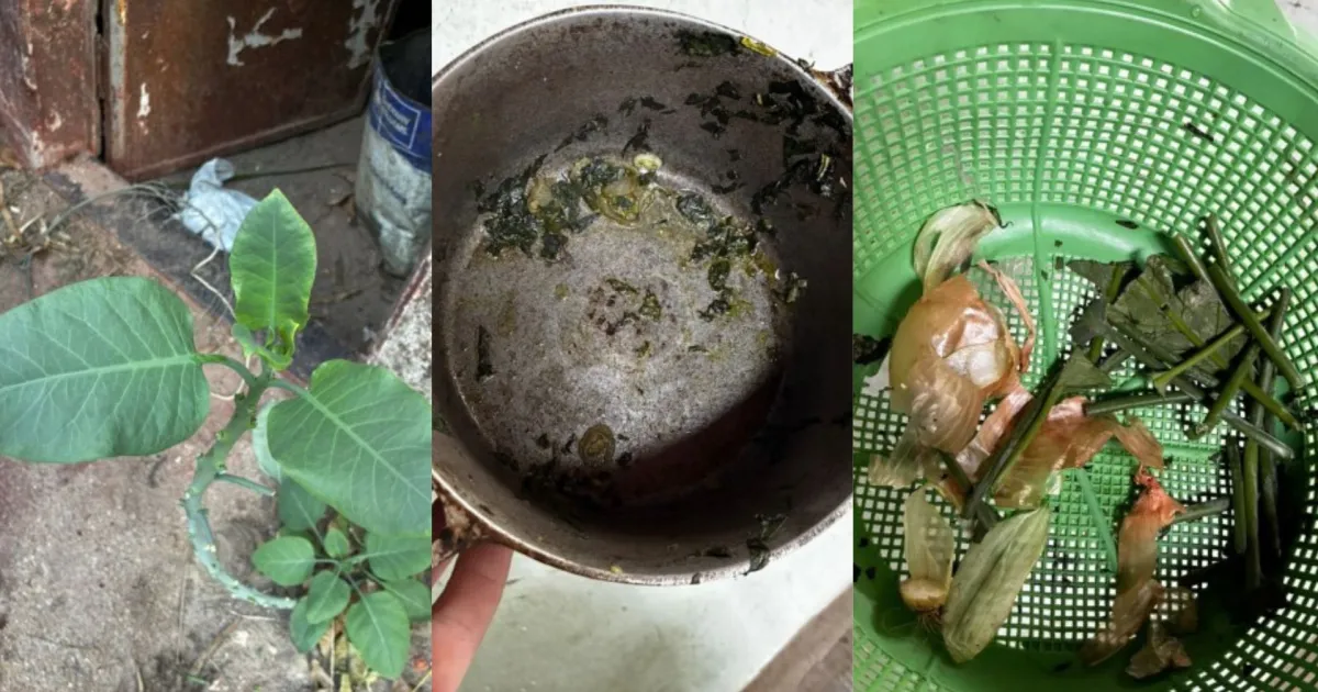 pessoas passam mal após comer falsa couve