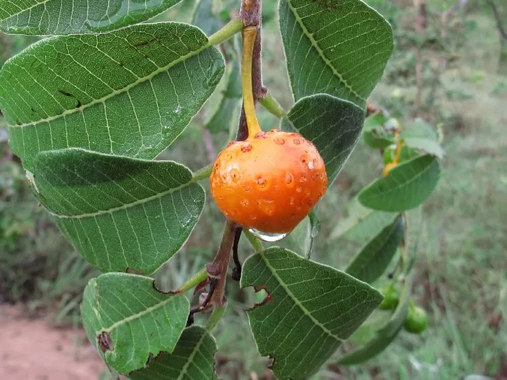 mama cadela para que serve