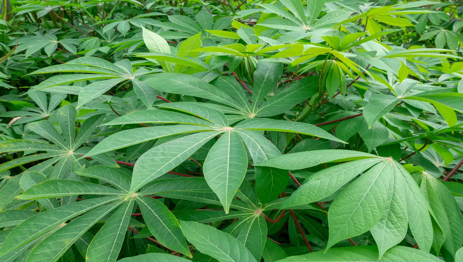 folhas de maniva brava mandioca