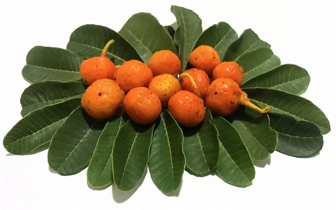 fruta do cerrado conhecida como chicletinho do cerrado