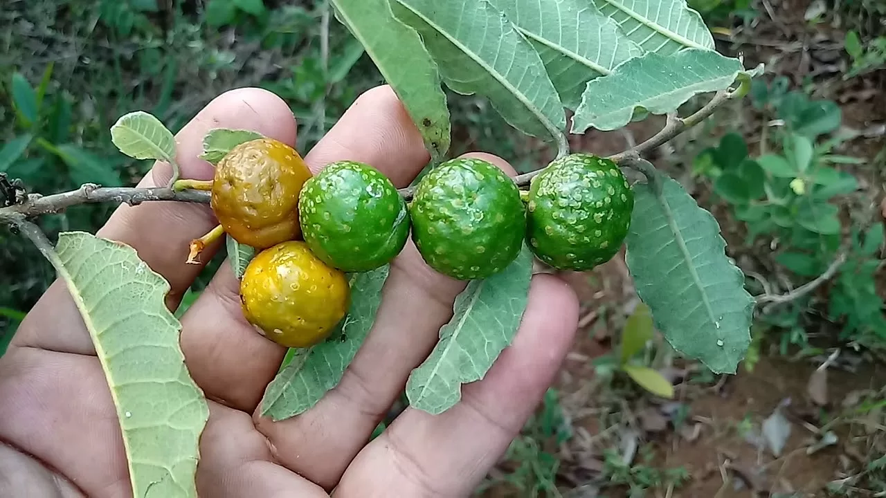 mama cadela para que serve