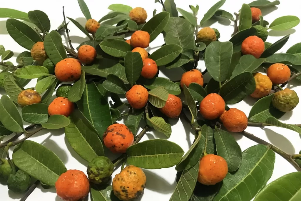 fruta do cerrado maminha-cadela