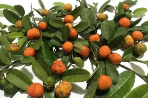 fruta do cerrado maminha-cadela