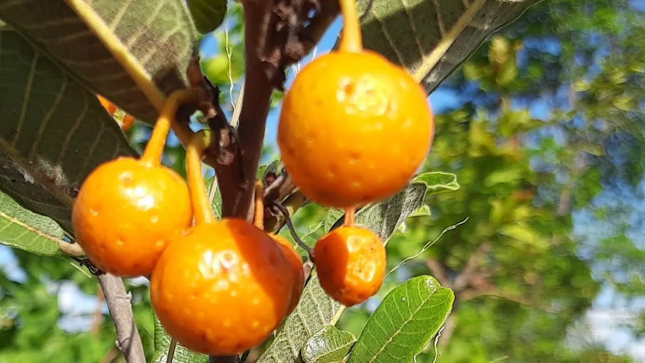 mama cadela para que serve